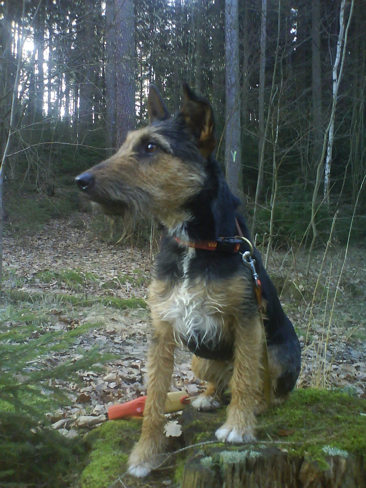 Lucky (Deutscher Jagdterrier, Foxterrier) Deutscher Jagdterrier Foxterrier 